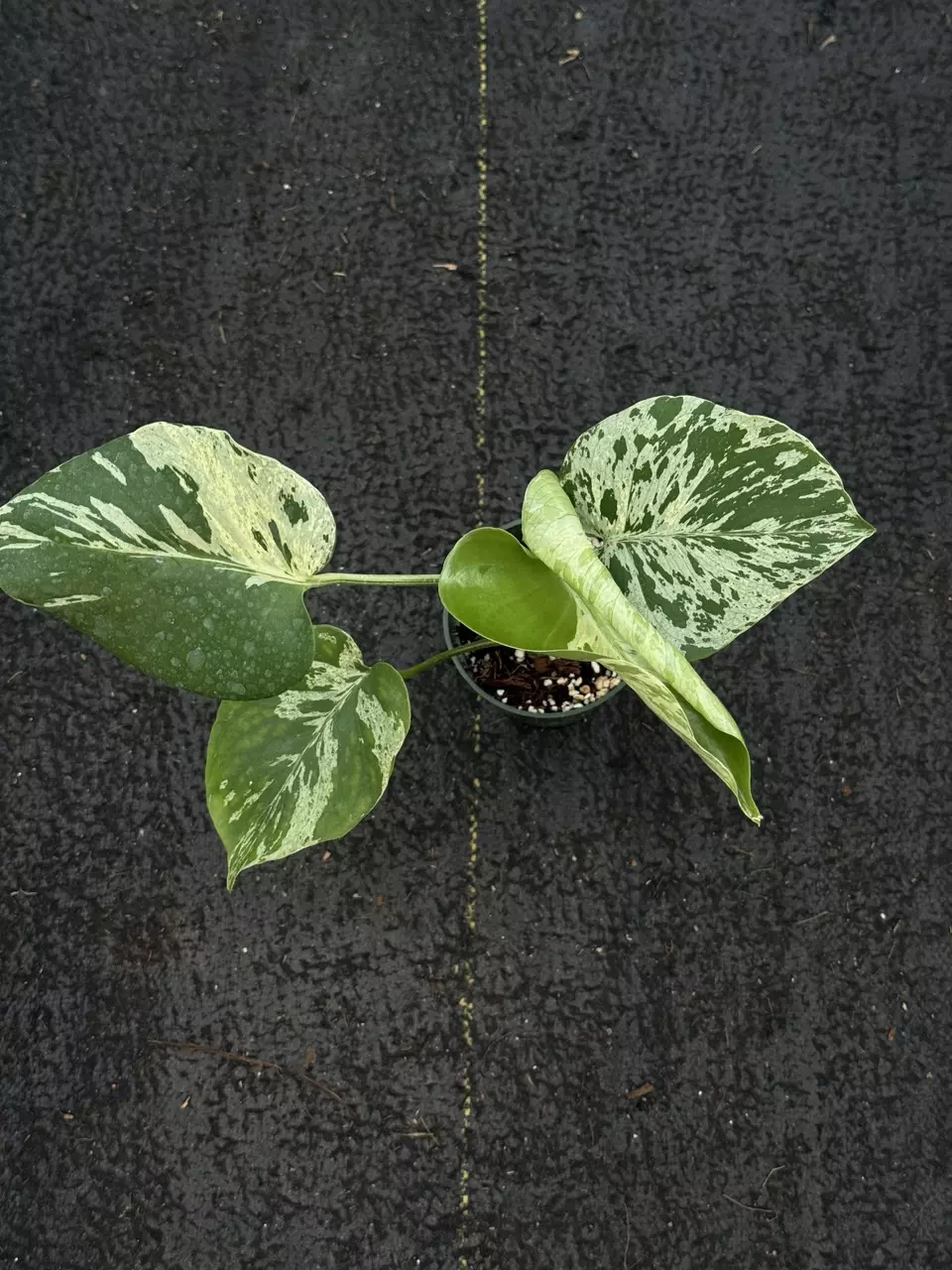 0209 Monstera Deliciosa Bulbasaur thumbnail