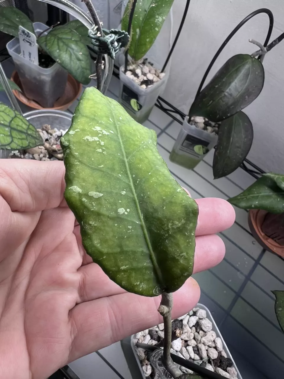 Aceh centipede thumbnail