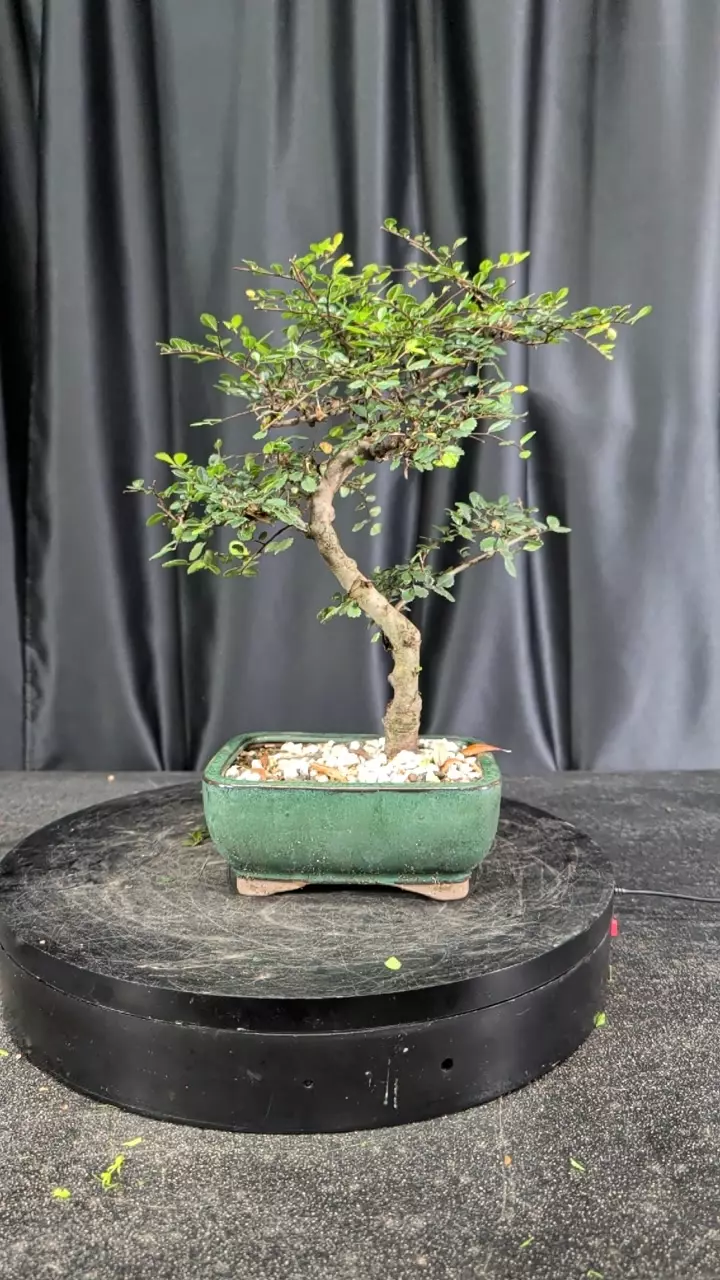 #13 Chinese wom in a 7" pot thumbnail