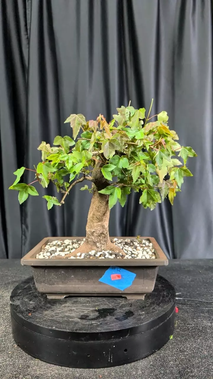 #12 trident Maple collected piece in a 12.5" mica pot thumbnail