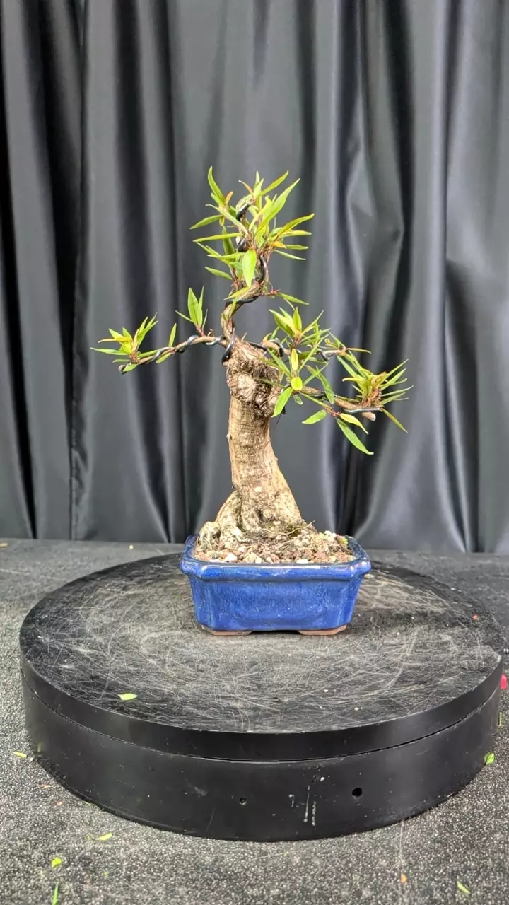 #15 Willow leaf ficus in a 6" pot thumbnail