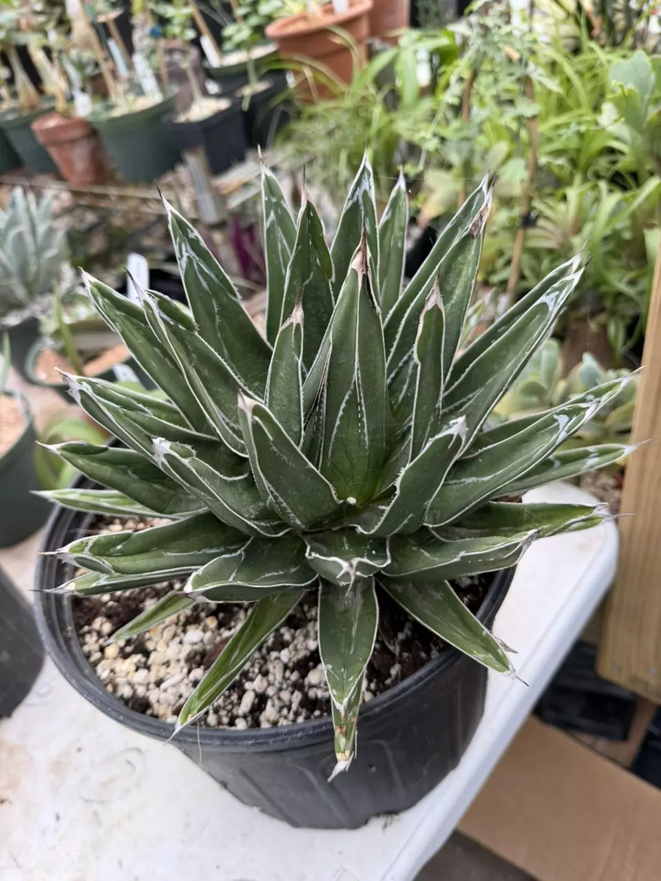 A Victoria-Reginae exact thumbnail