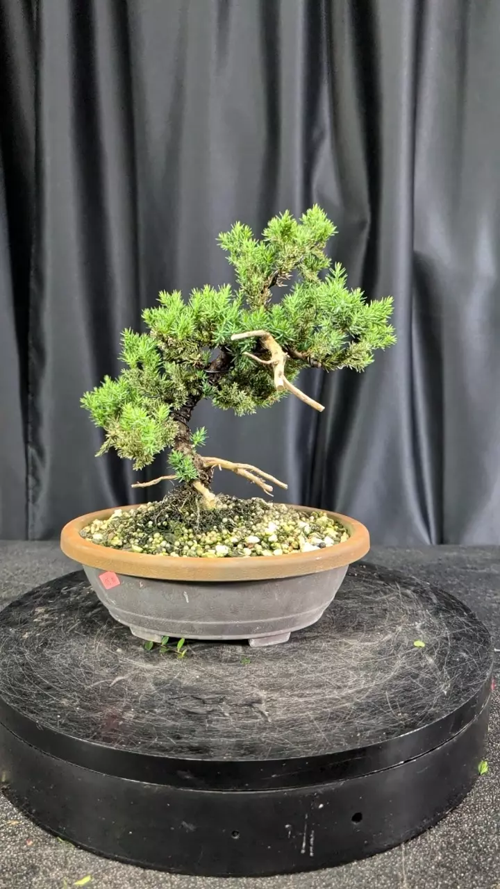 #16 procumbens nana in a 9.5" trainer thumbnail