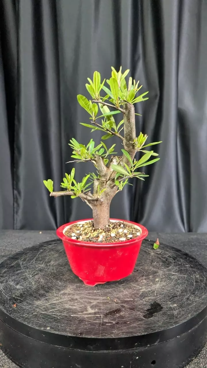 #12 firethorn in a quality Yixing pot thumbnail