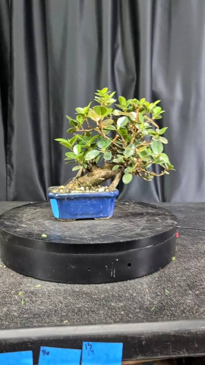 #14 green island ficus thumbnail