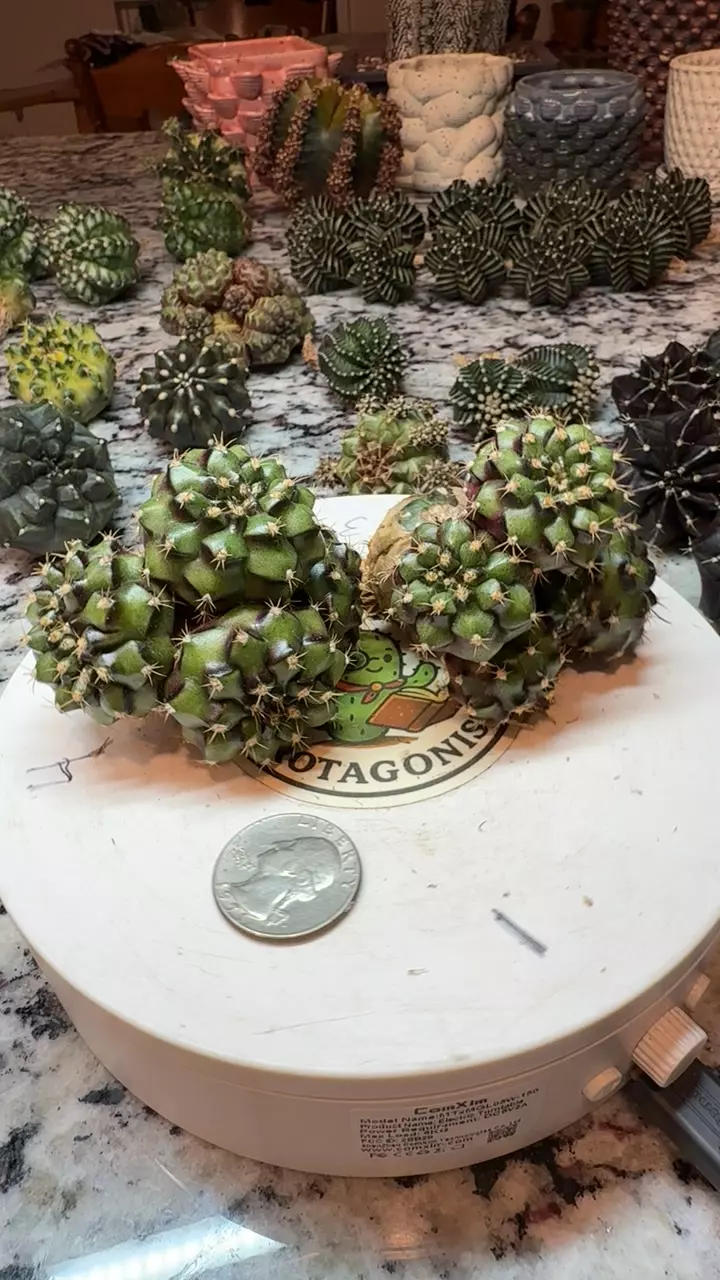 Chinese Date Cluster SC thumbnail