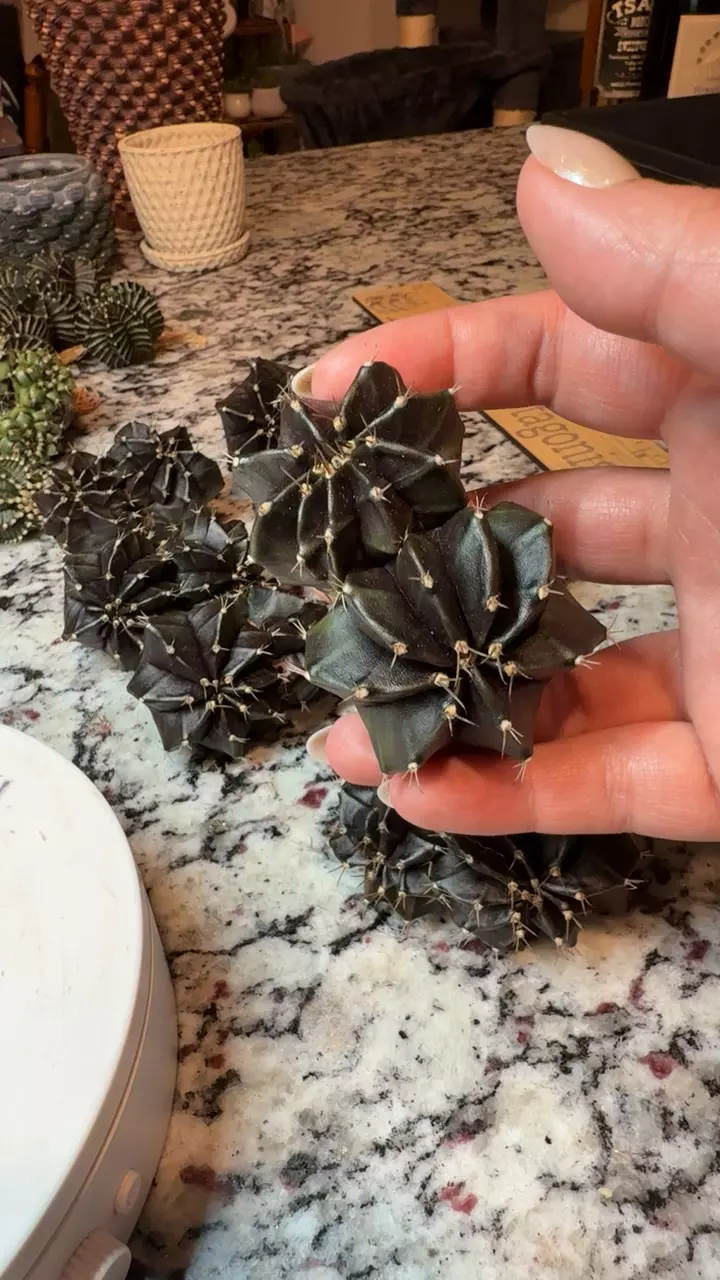 Black Widow Dichot SC thumbnail