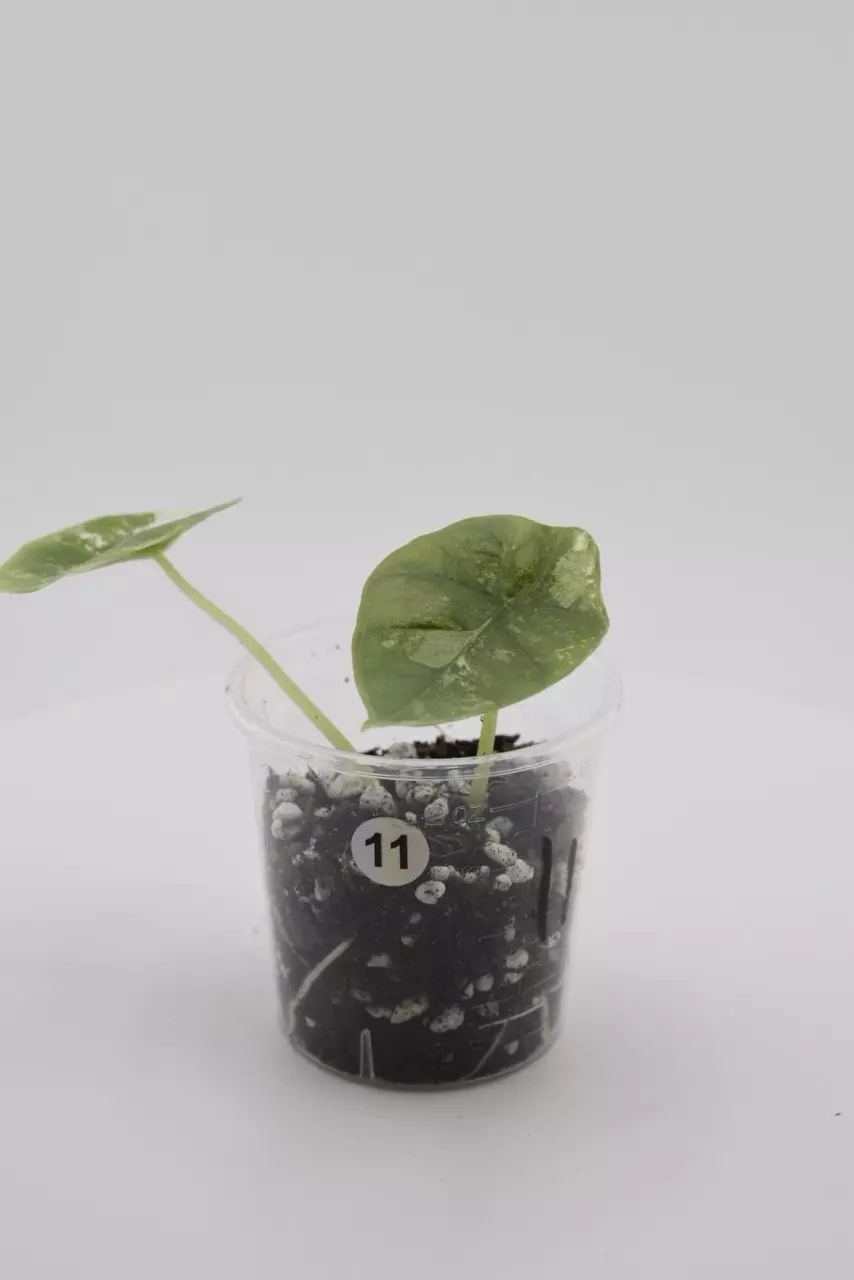 #0011 🦄Bisma platinum albo thumbnail