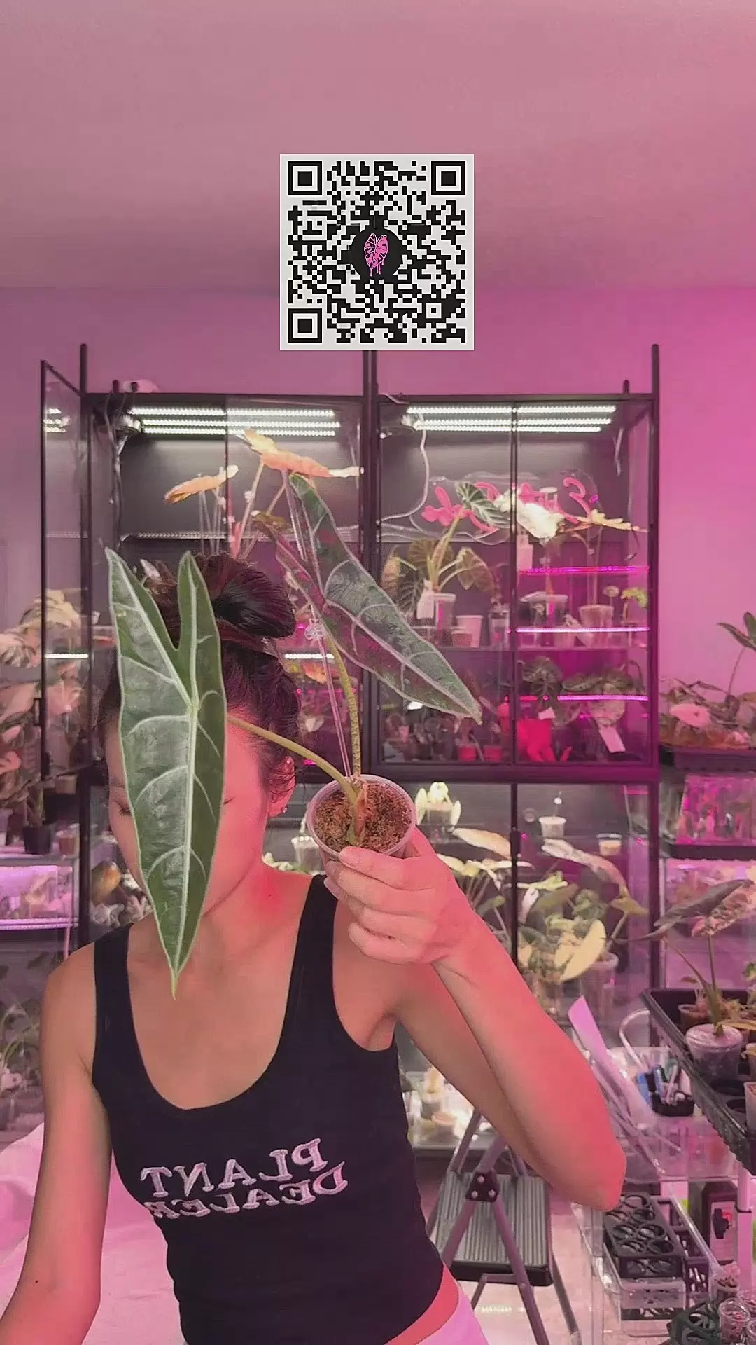 #585 purple longi thumbnail