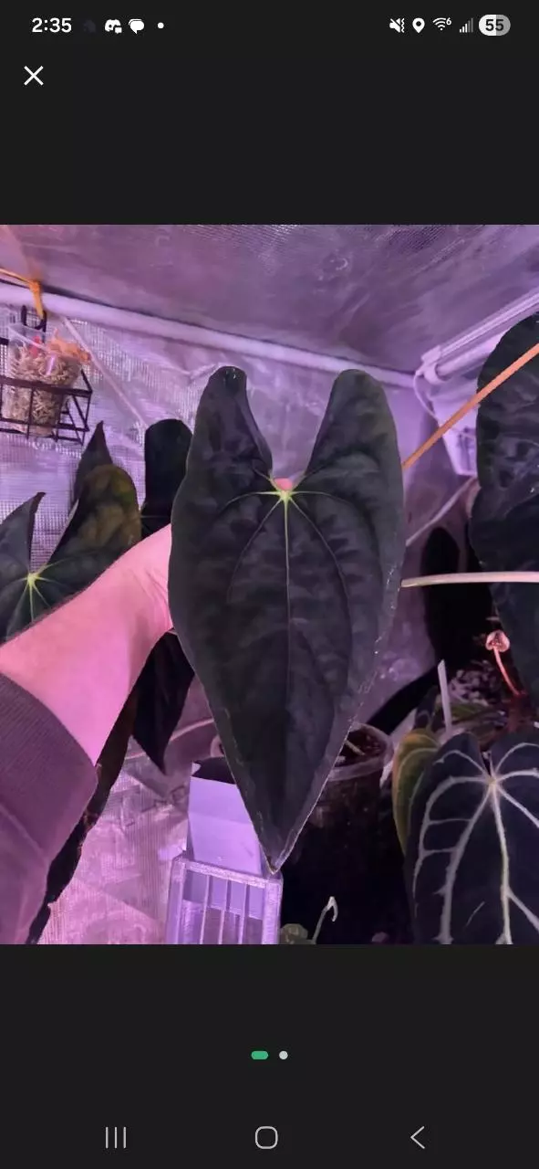 Voldy Wu1 x RVDP thumbnail