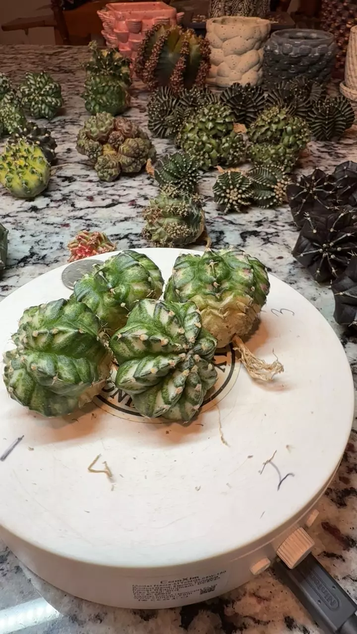 White Lantern Med SC thumbnail