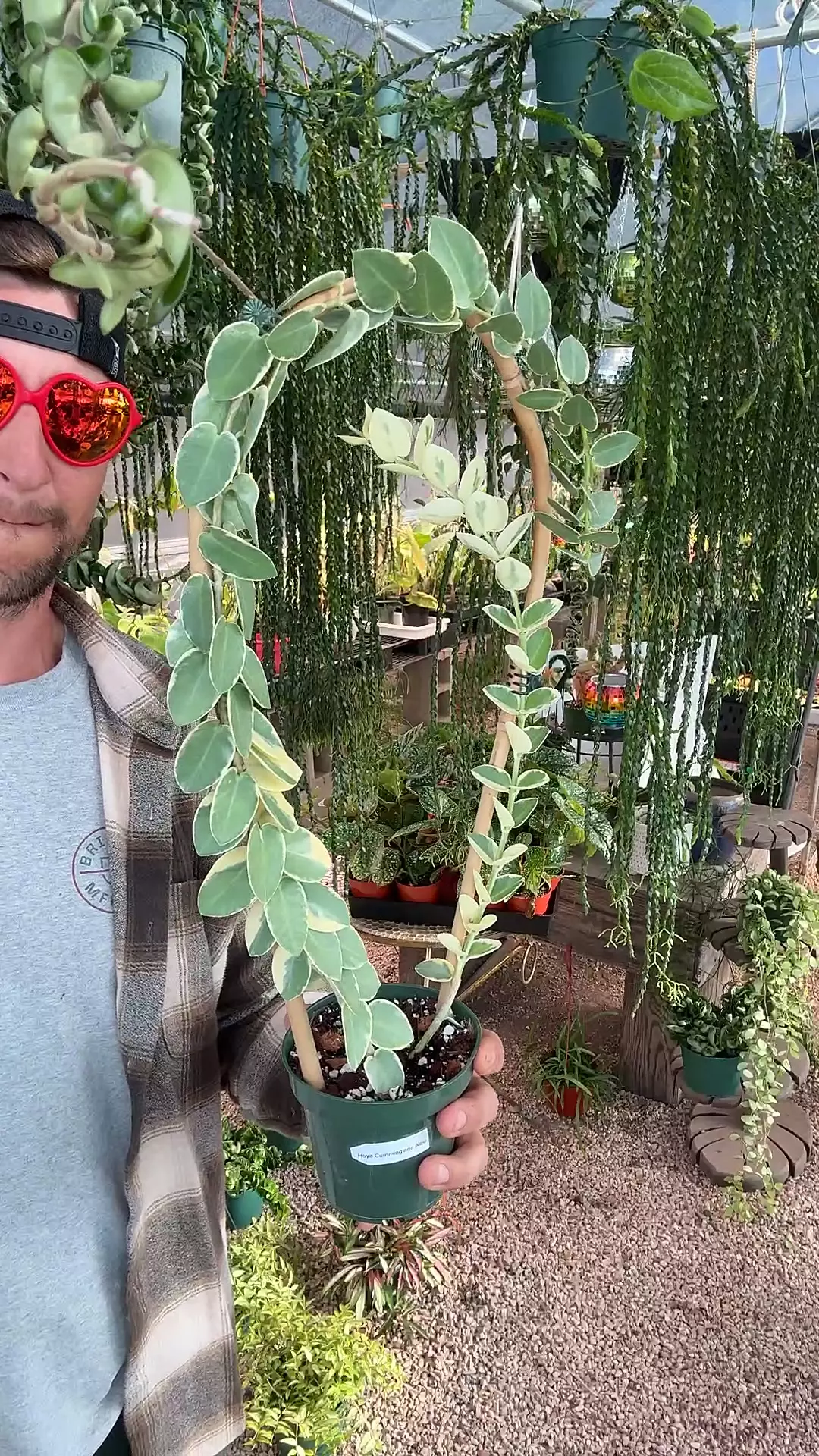 288: 4 inch Cummingiana Albo Trellis thumbnail
