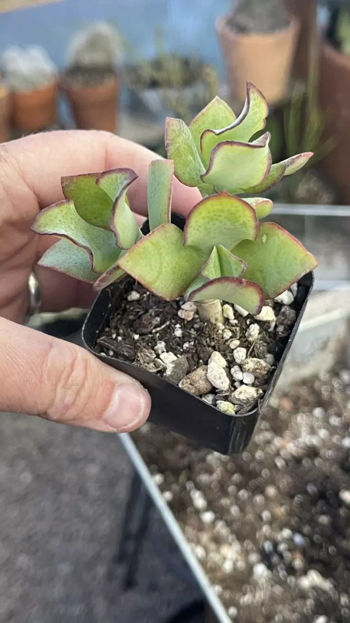 Crassula Blue Wave 2” thumbnail