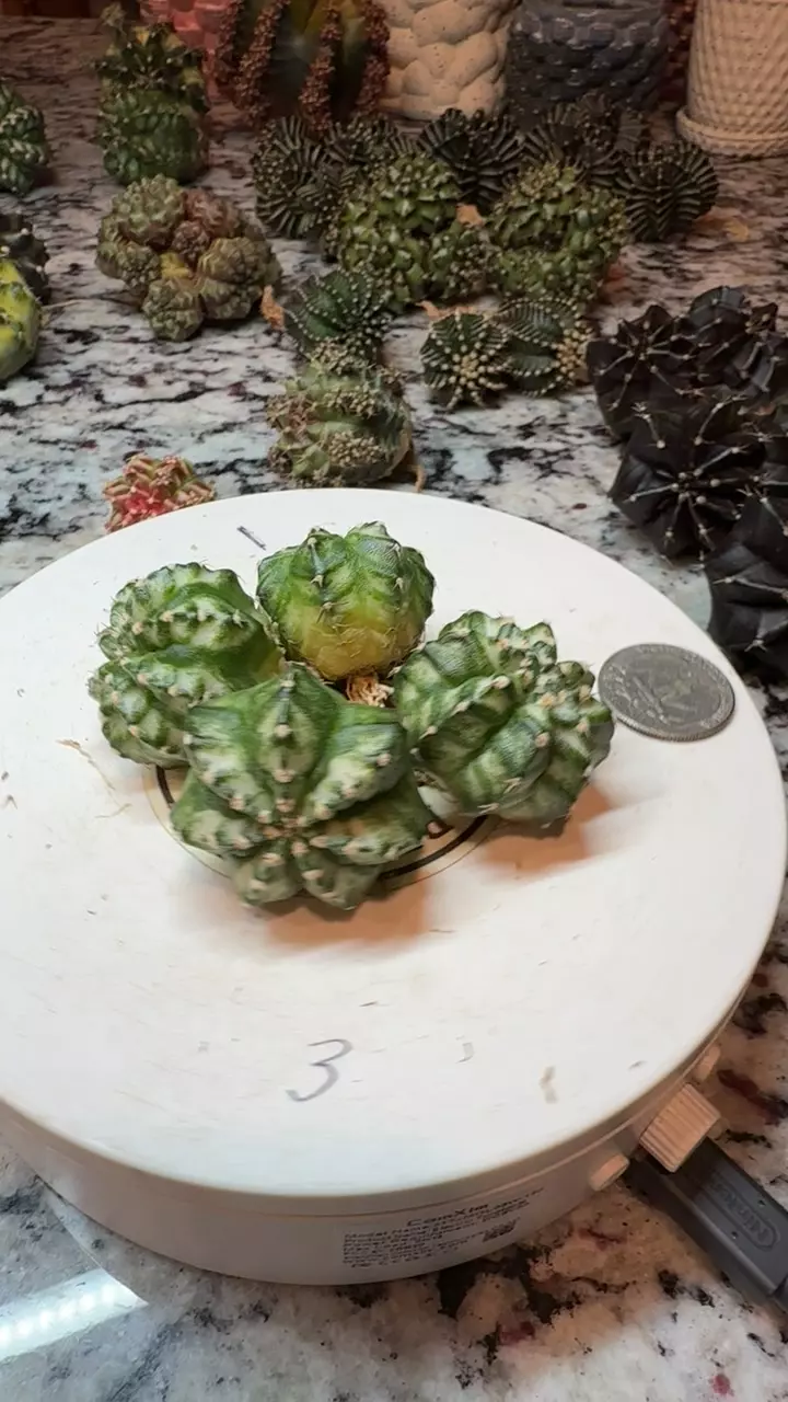 White Lantern Small SC thumbnail