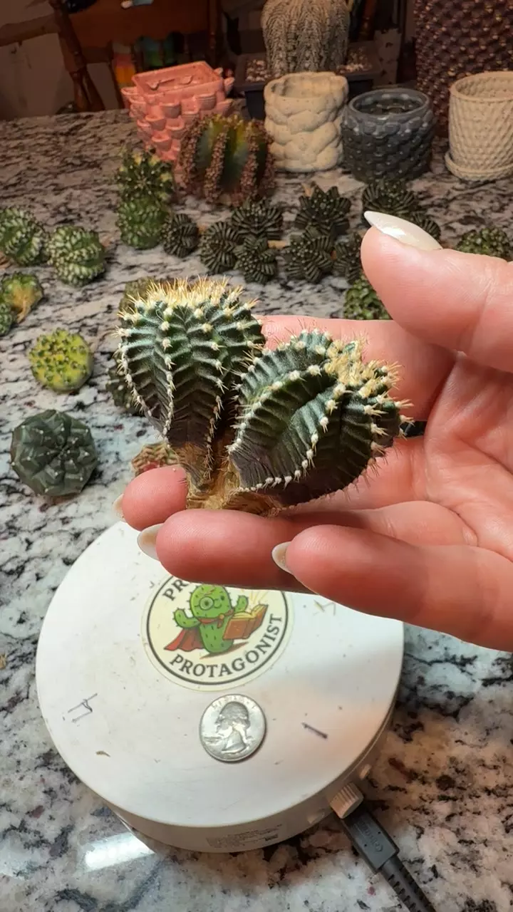 Starline Dichot thumbnail