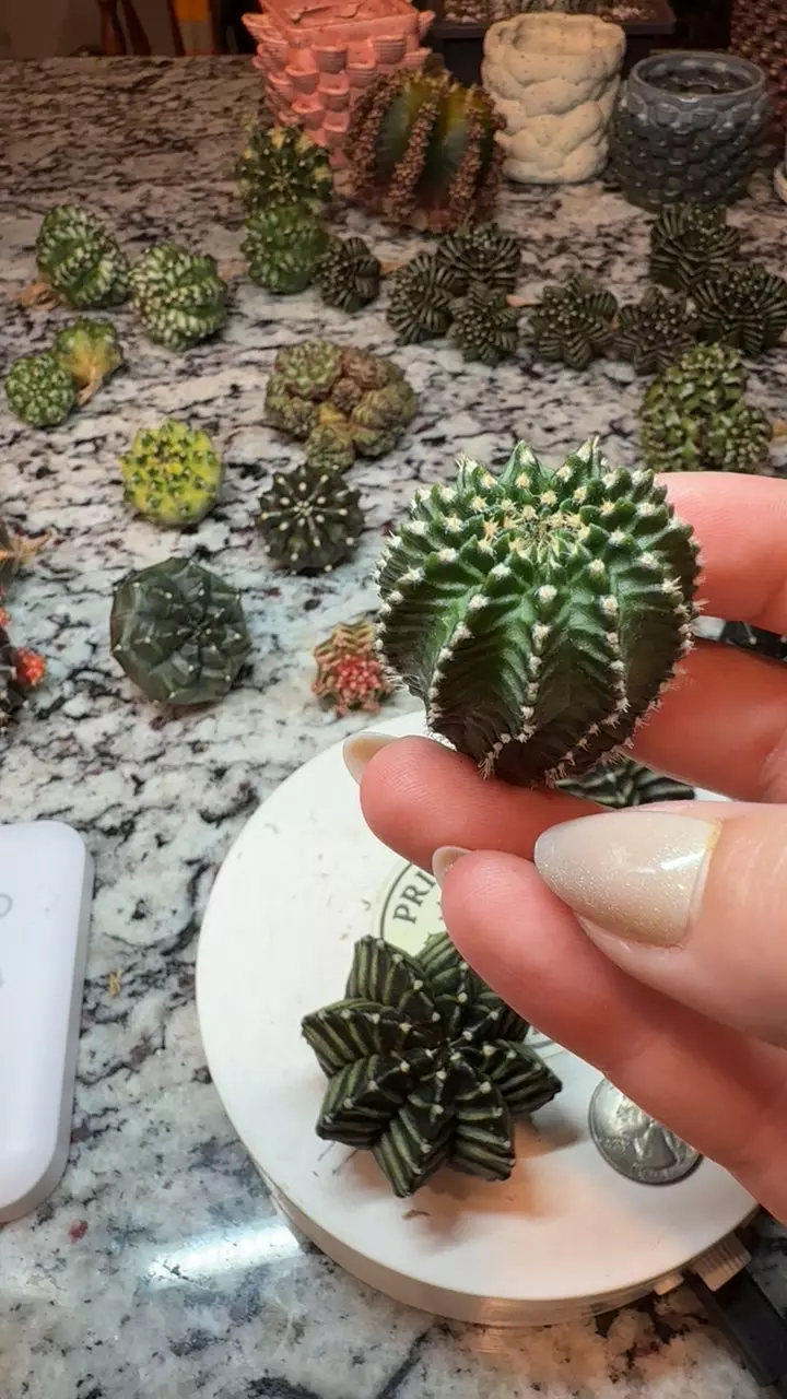 Honey Star thumbnail