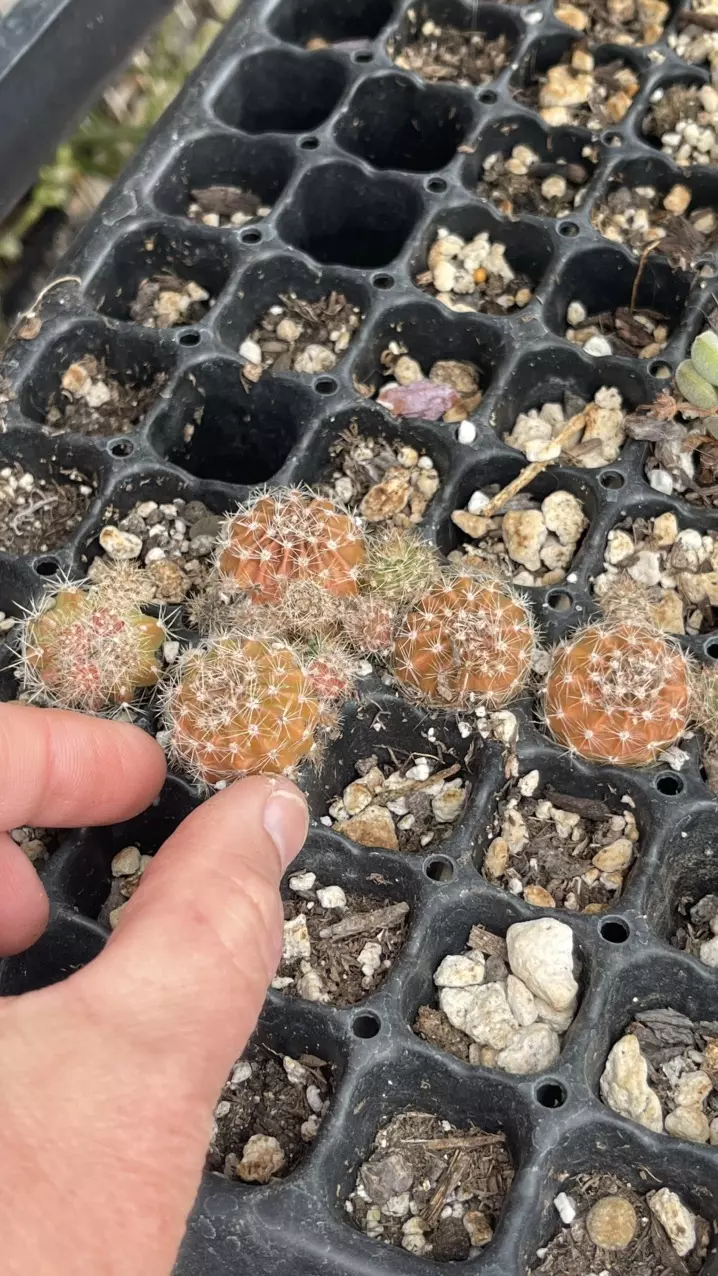 Echinopsis Rooted Plug thumbnail