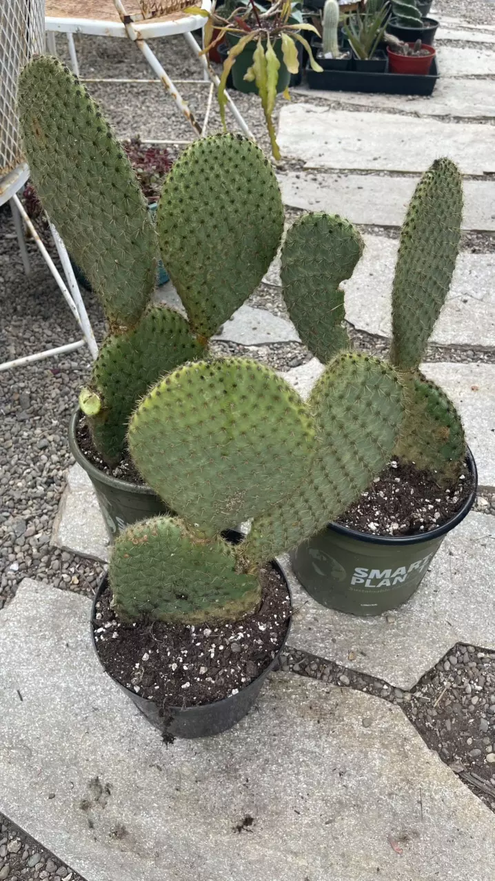 Opuntia Leucotricha Cactus: Rare Aaron's Beard, 2 gallon pot thumbnail
