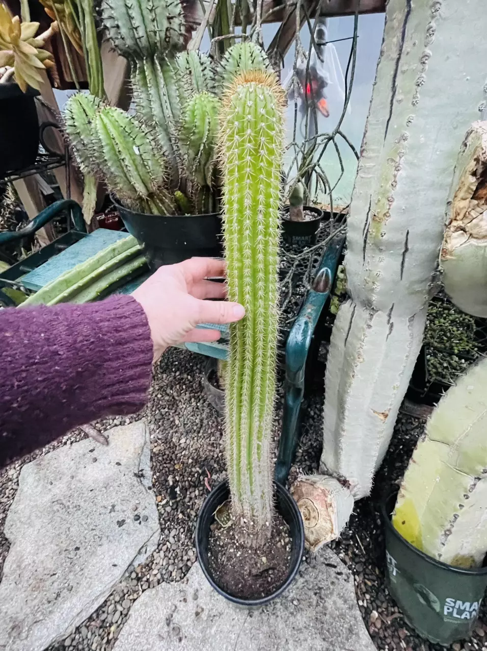 Thin form Golden Torch Cactus, 2 feet tall thumbnail