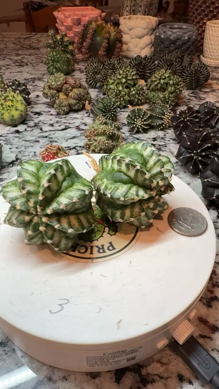 White Lantern Large SC thumbnail