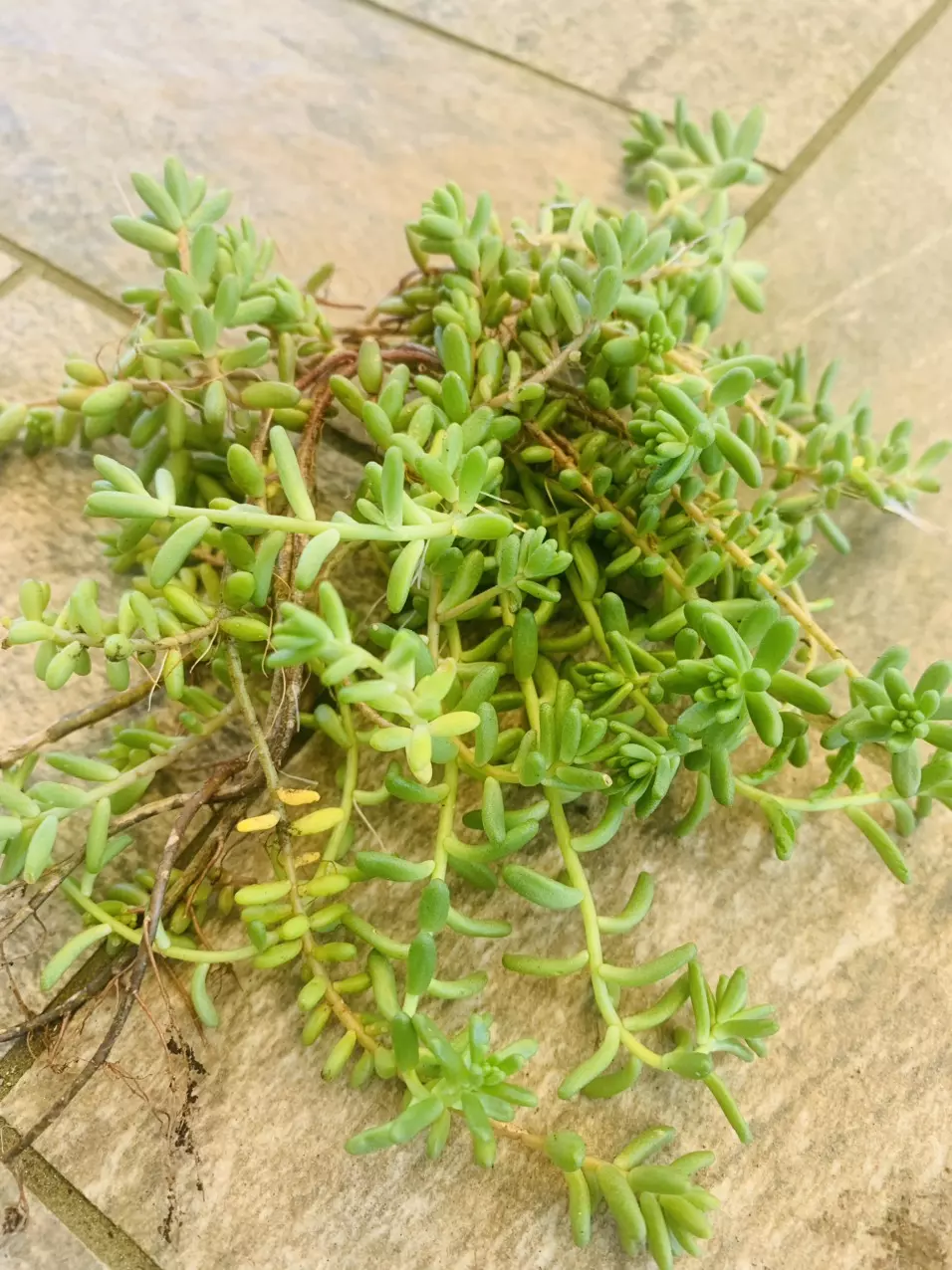 Hardy Sedum Baby Tears cuttings thumbnail