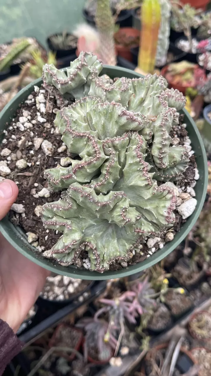 Crested Euphorbia Lactea, Dragon Bones 6” thumbnail