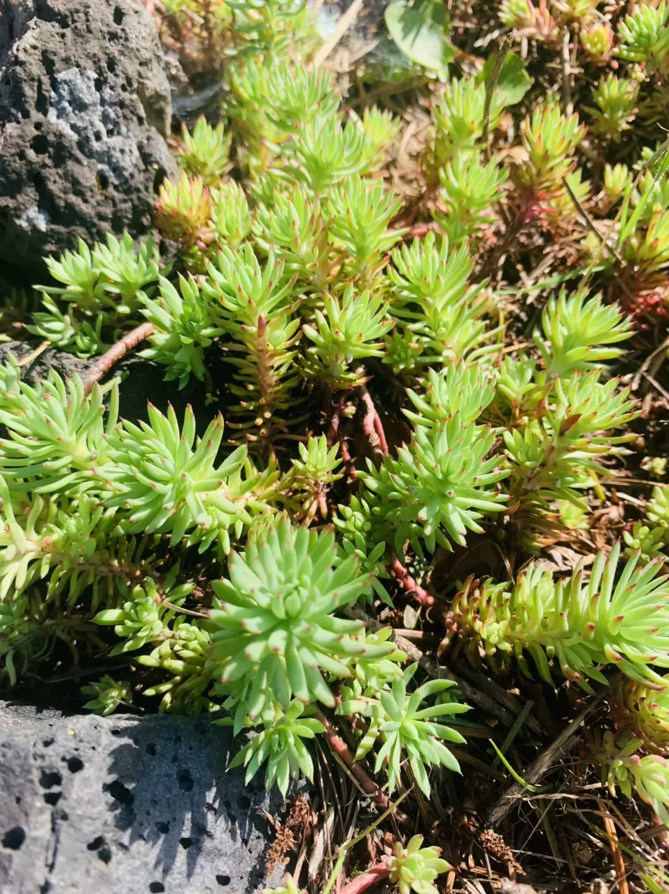 Hardy Sedum Silver Squill cuttings thumbnail