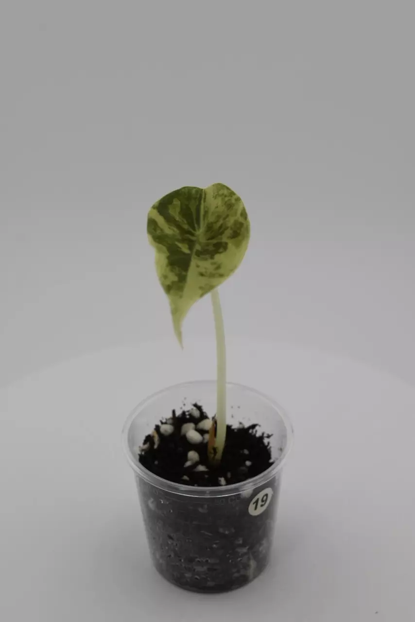 #0019 Sedenii Aurea 🦄 thumbnail