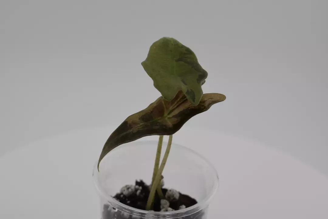 #0047 🦄Alocasia Nobilis K Pink Mutation thumbnail