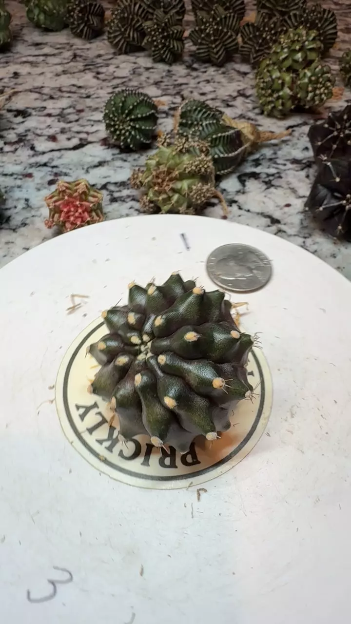 Kirimanjaro thumbnail