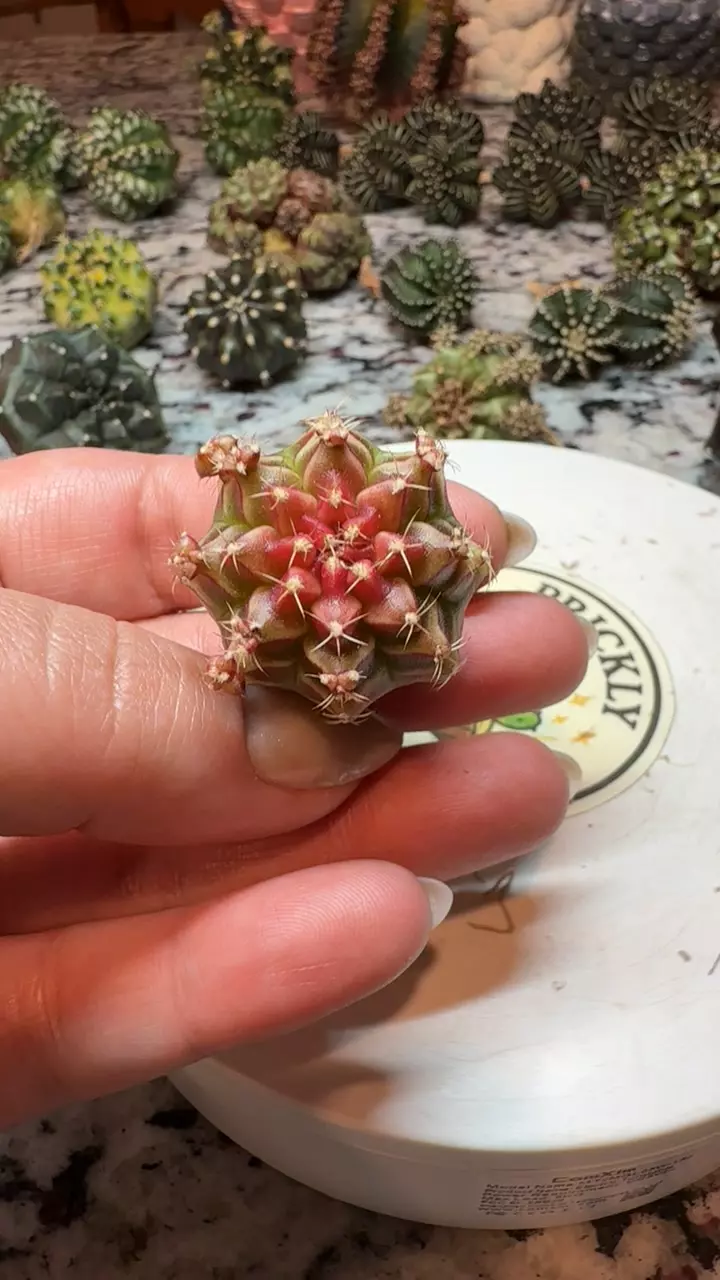 Little Red Riding Hood thumbnail