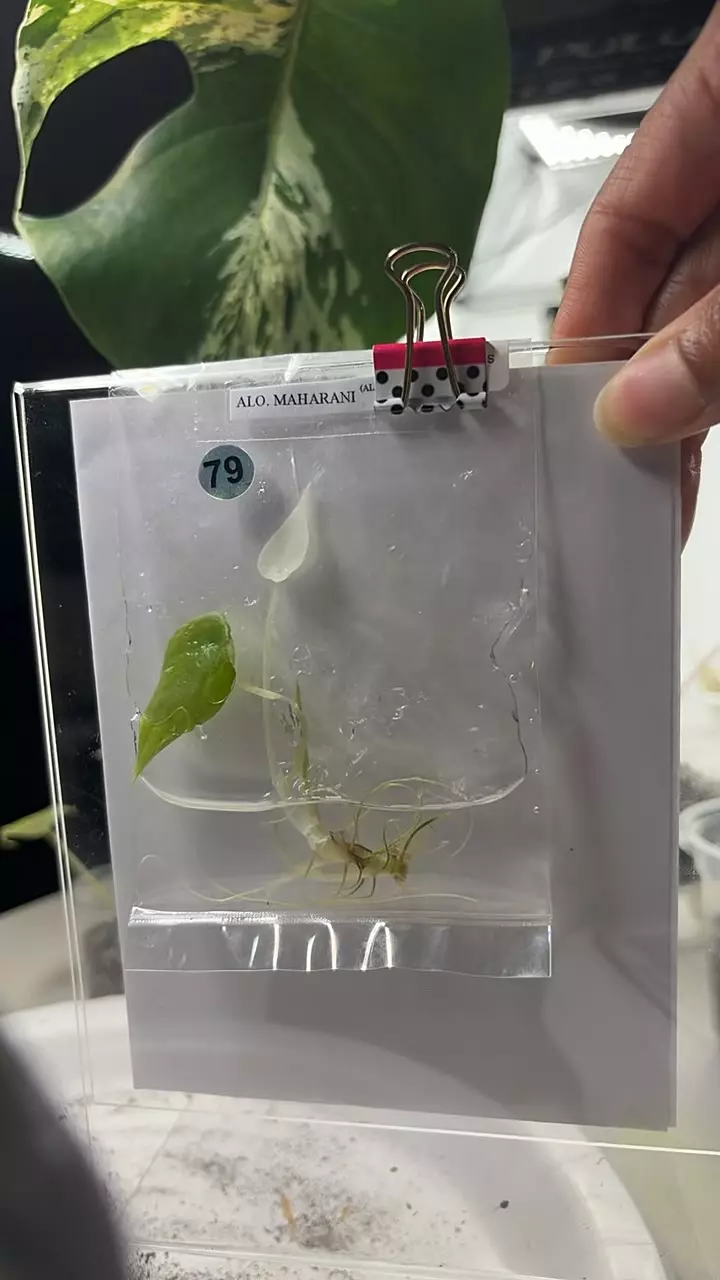 #0079 Maharani Albo thumbnail