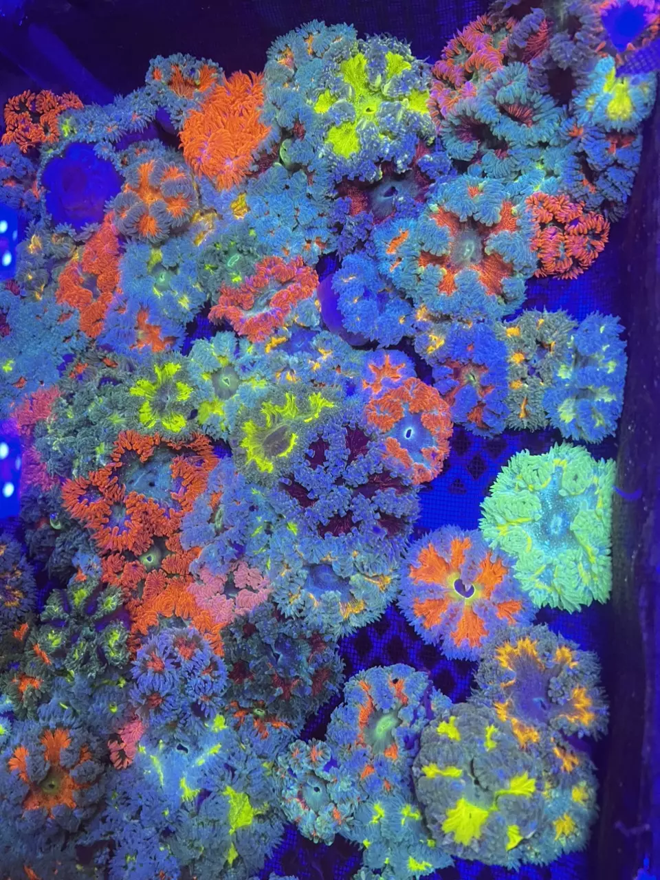 3 Lot Flower Rock New Set thumbnail