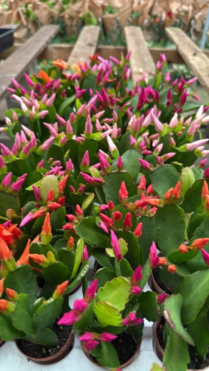 Baby Spring Cactus 2” (GP) thumbnail