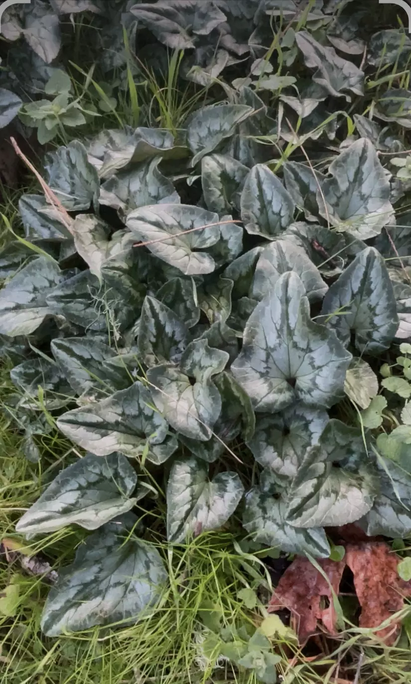 Asarm Splendins, Chinese Wild Ginger, 4” pot thumbnail