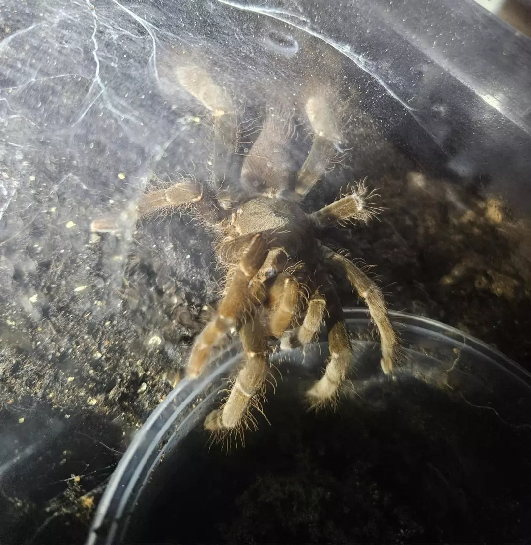 Hysterocrates gigas 1.25" thumbnail