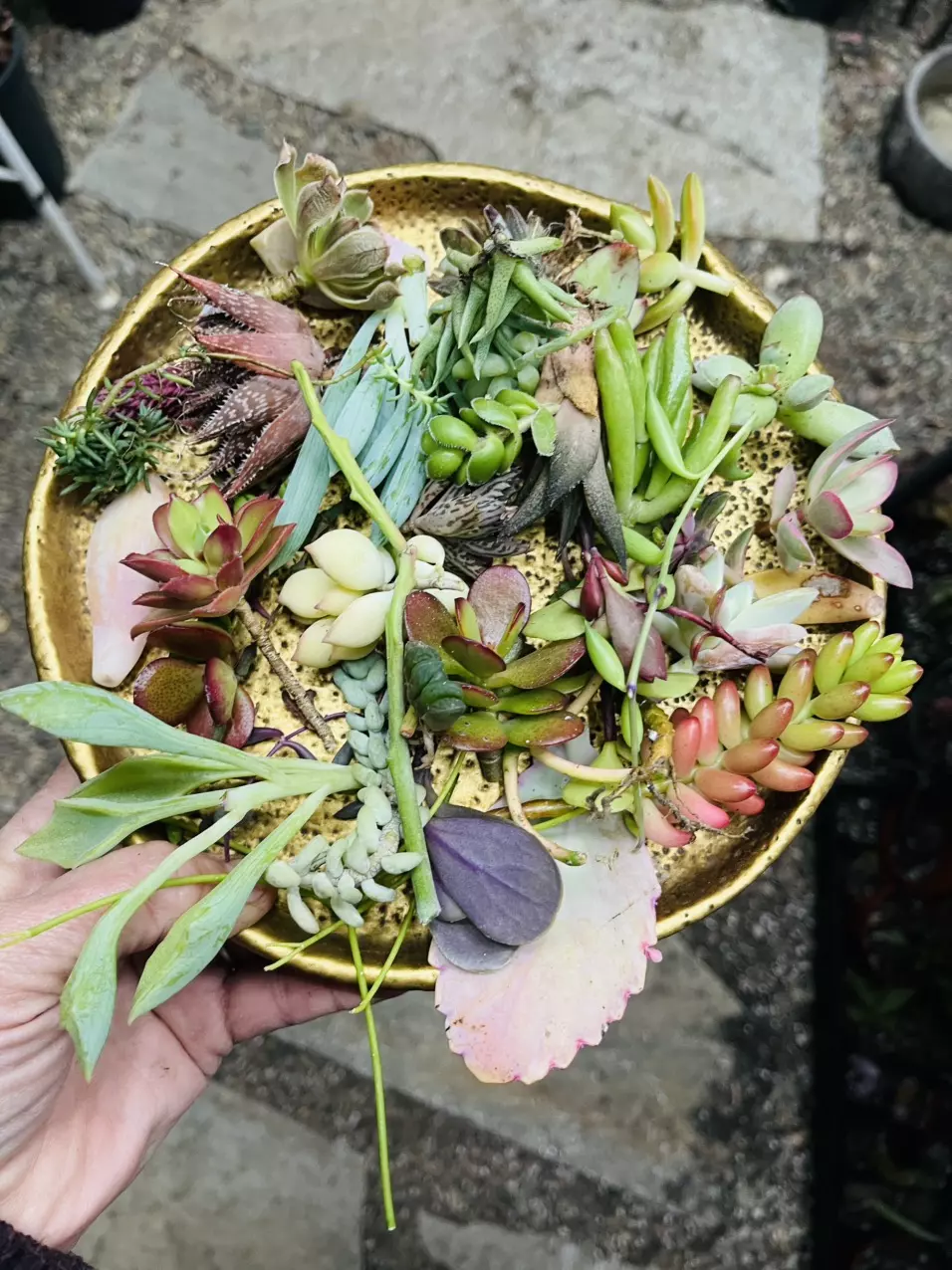 40 Piece Succulent Cuttings thumbnail