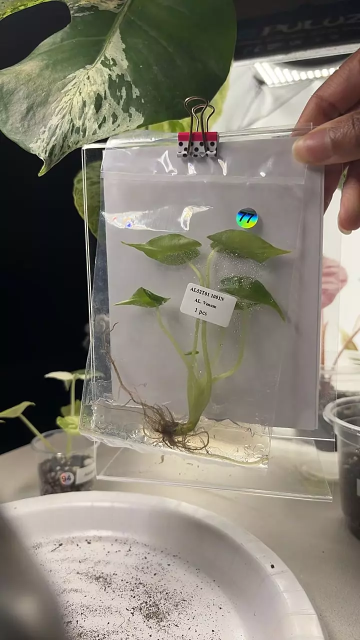 #0077 Venom gamble thumbnail