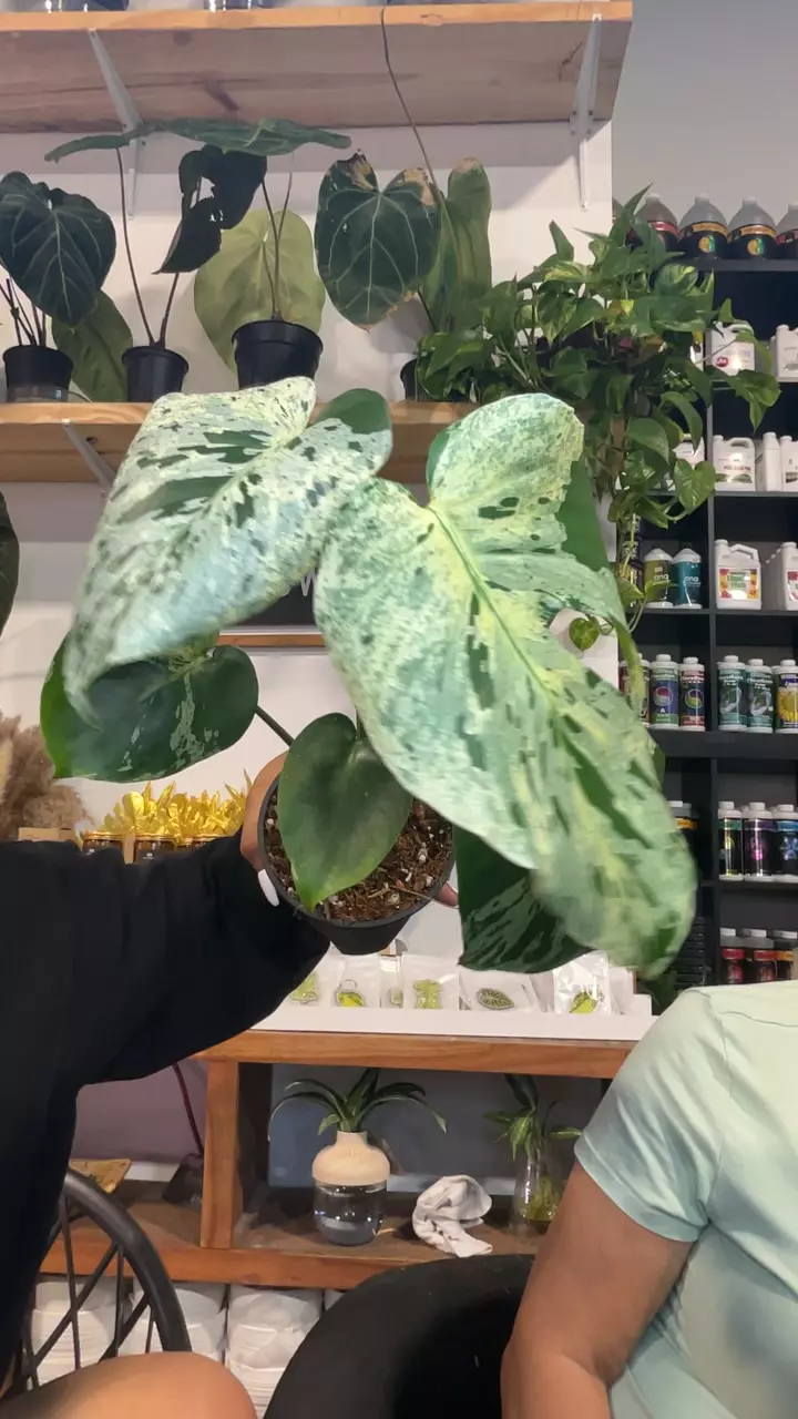 MONSTERA BULBASUAR 1975 thumbnail