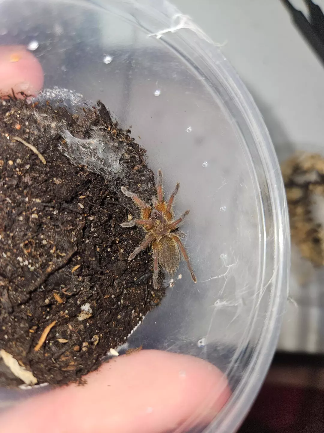 Harpactira pulchripes 1" thumbnail