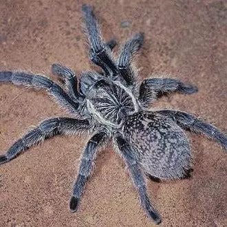 Harpactira namaquensis 1" thumbnail