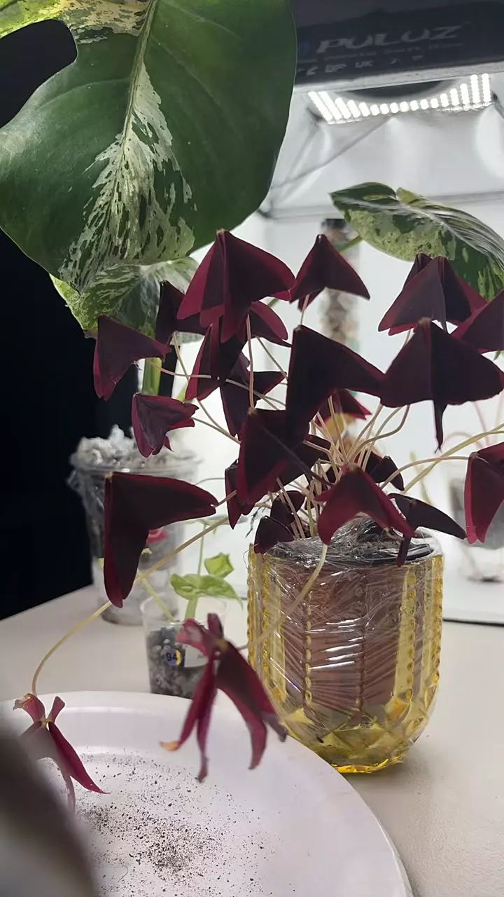 Oxalis Triangularis GC thumbnail