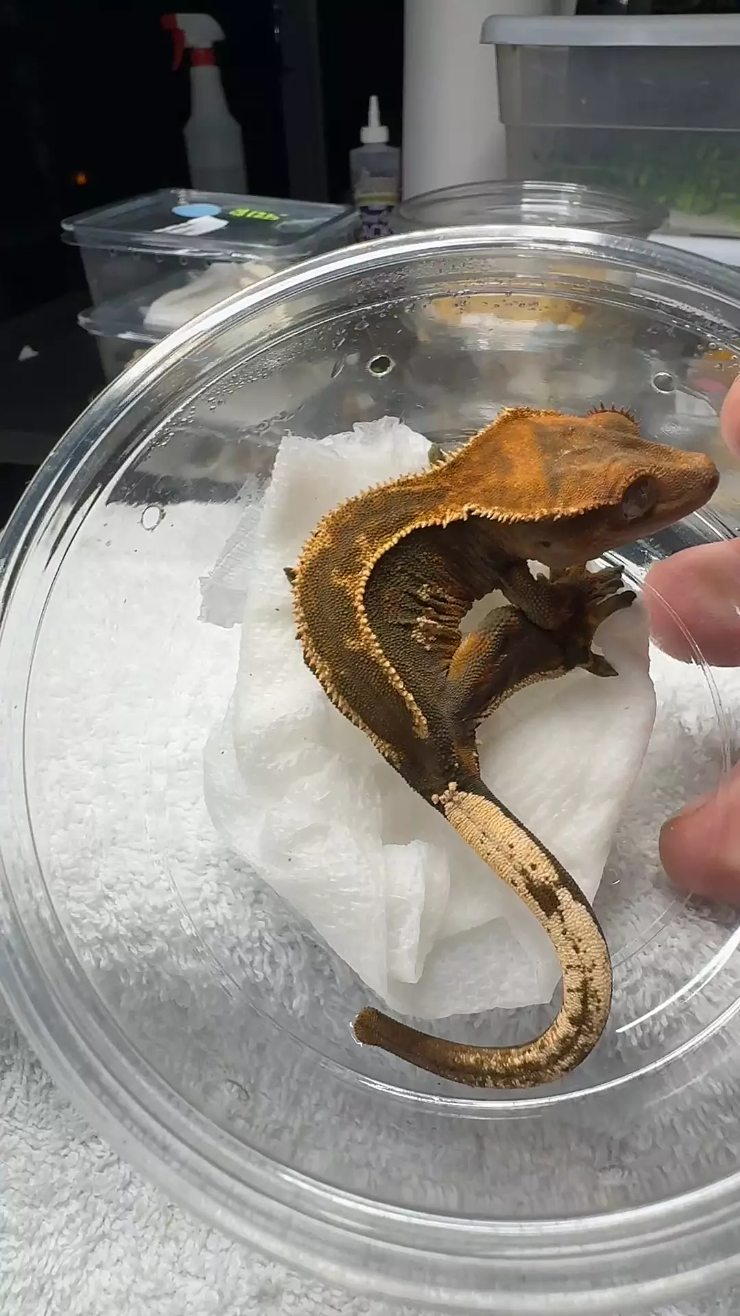 slinky empty back thumbnail