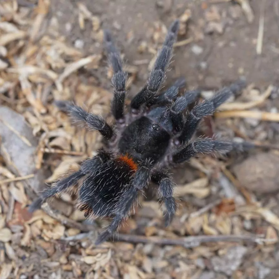 Homoeomma chilense 0.2" thumbnail