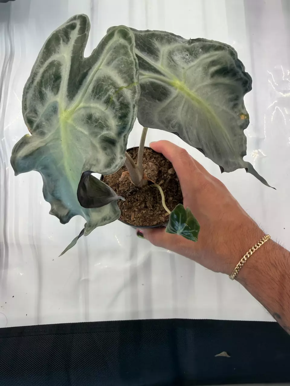 Alocasia Venom 4” thumbnail