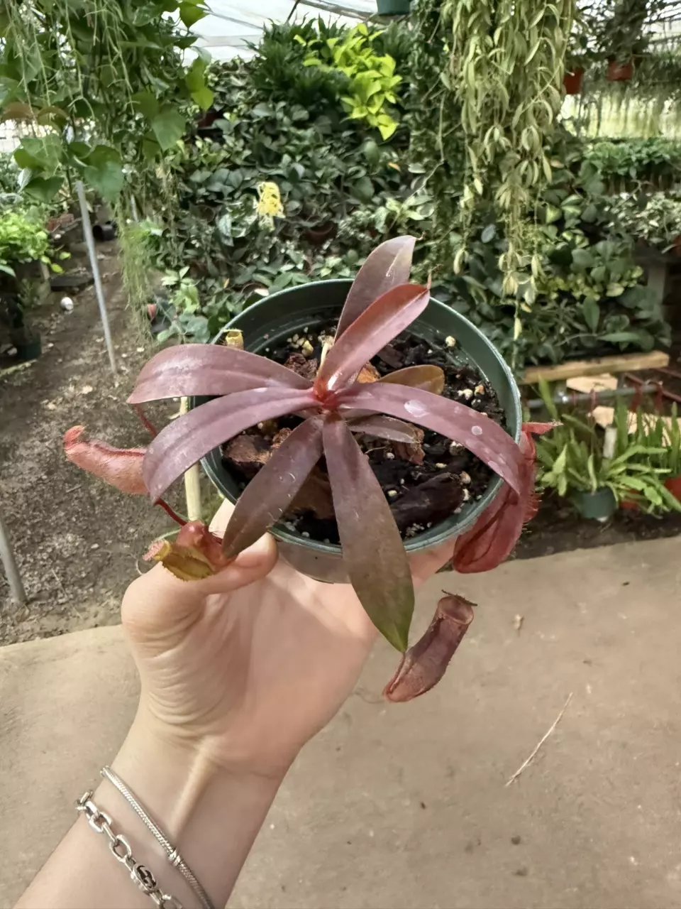 nepenthes x Rebecca soper 4” (GP) thumbnail