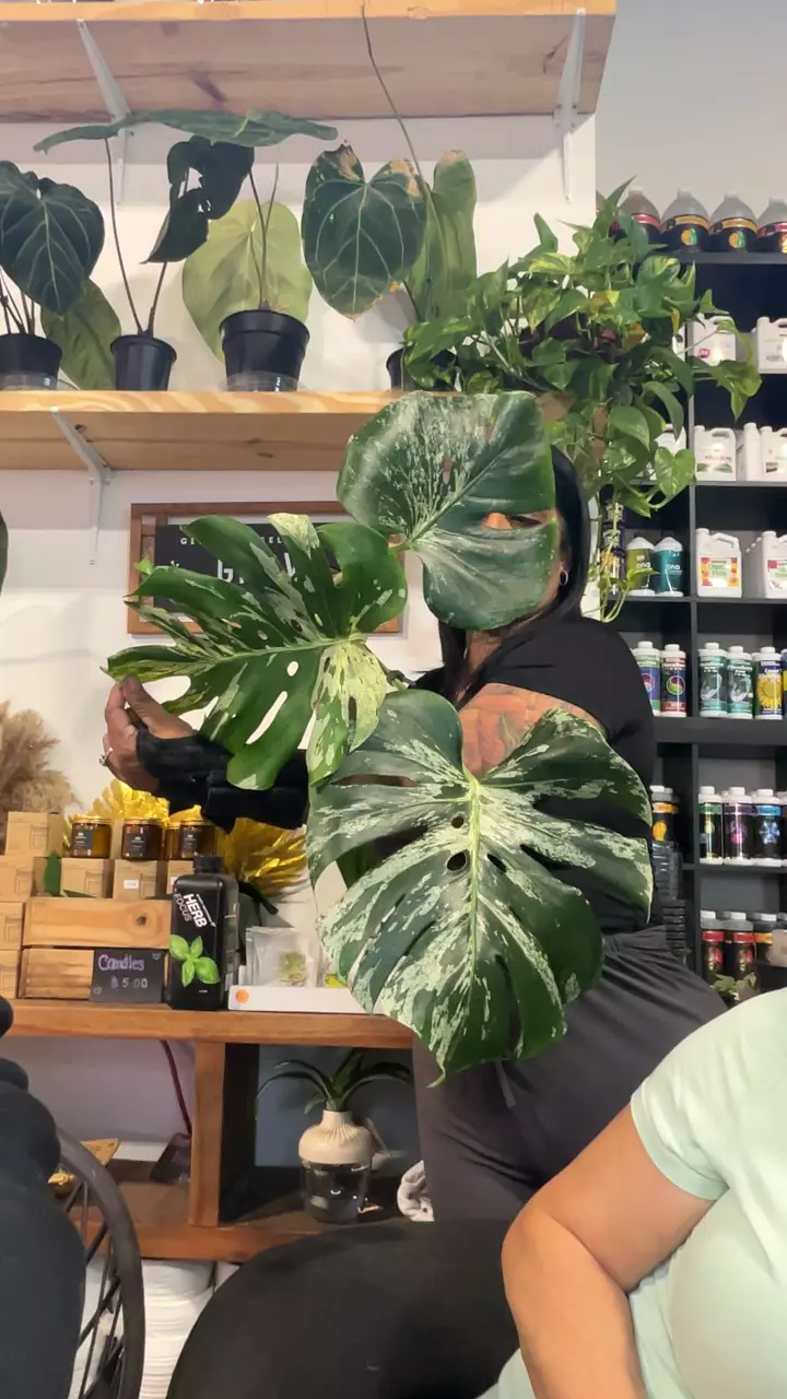 MONSTERA BULBASAUR 1959 thumbnail