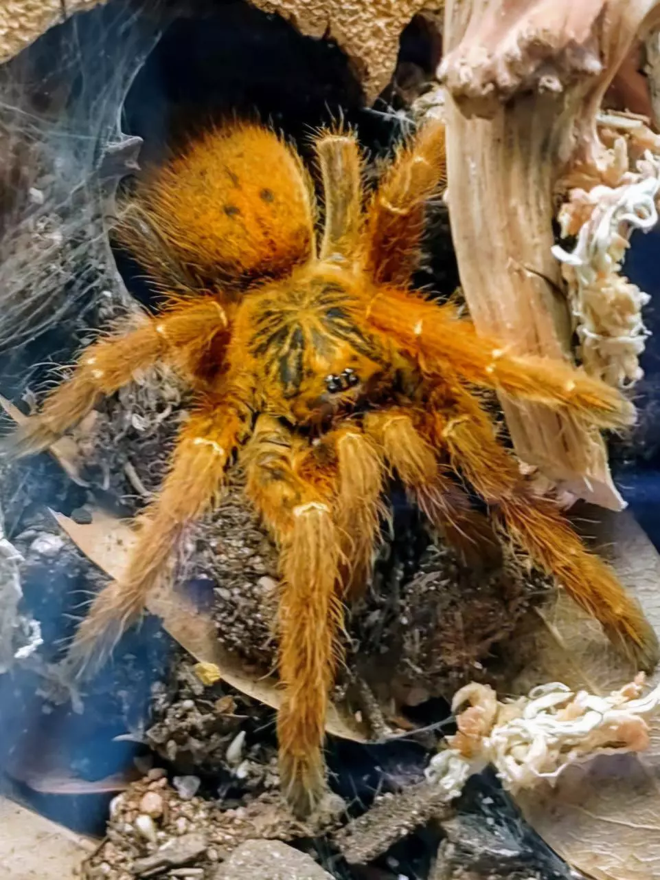 Pterinochilus murinus RCF 0.5" thumbnail