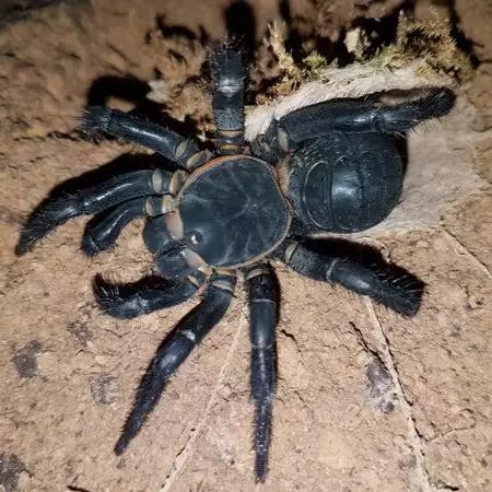 Liphistius jarujini (trapdoor) 0.33" thumbnail