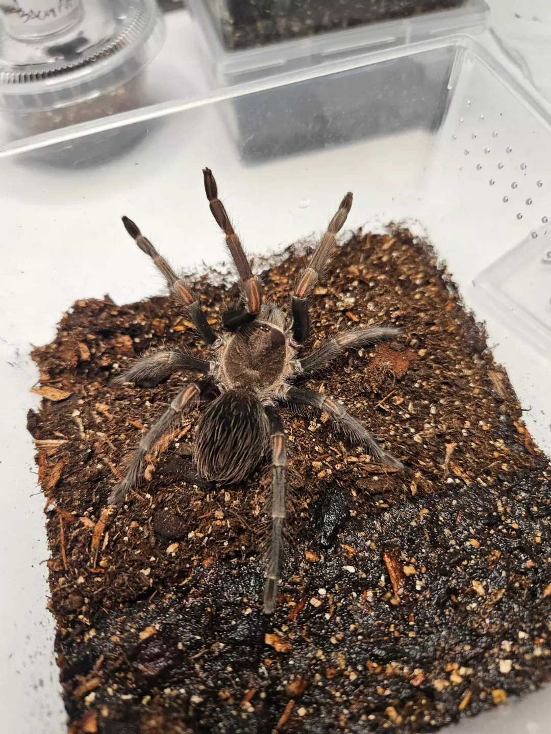 Lasiodorides striatus 3" thumbnail